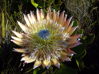 protea.jpg